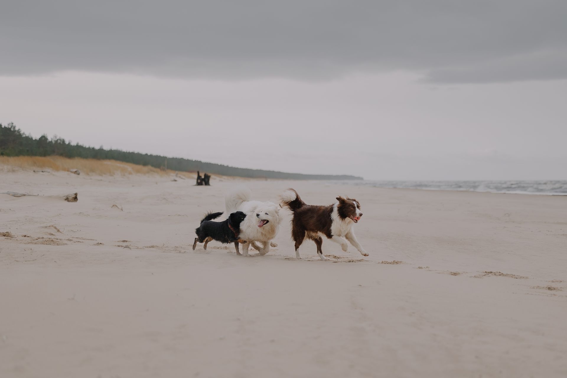 Hunde am Strand in Frankreich – Freiheit auf vier Pfoten zwischen Atlantik, Mittelmeer und Sanddünen